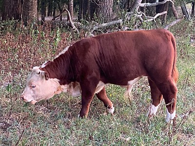 Wyatt - Mini Hereford Bull Calf - $1200