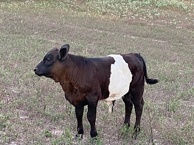 Belted Galloway Bull calf - $1200
