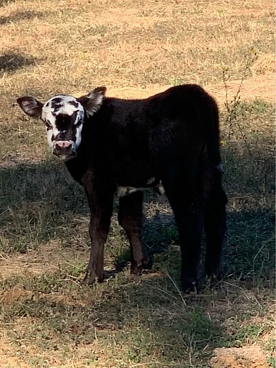 Bandit - Crossbred Bull/Steer calf - $1000