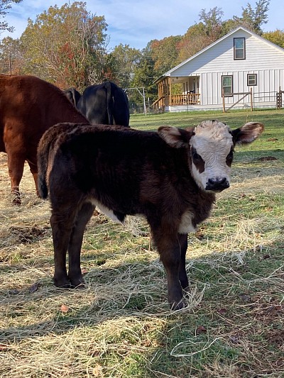 Bella - Half Mini Crossbred Heifer Calf -
