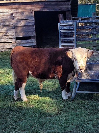 Oliver - Registered Mini Hereford Bull Calf - $1600