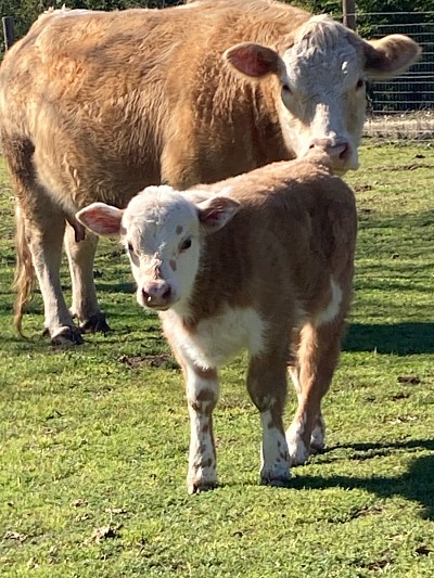 For Sale - Theo - Crossbred Bull calf - $1000