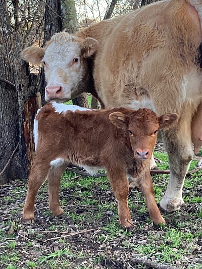 Flame - Crossbred Heifer calf - $1750 - SOLD Pending Pickup