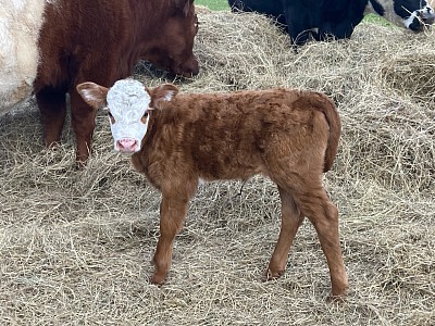 Rose - Crossbred Heifer calf - $1750