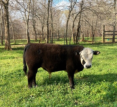 Lil’ Ricky - 3/4 Mini Hereford bull calf - $1000