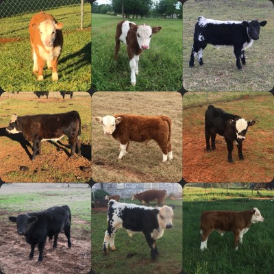 Some of our past calves