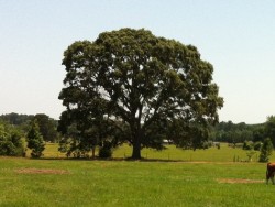 Our Tree - on the other side of the fence