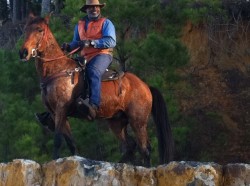 Loverboy and Mr Brown (trainer)