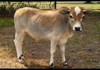 6 month old Zebu bull calf