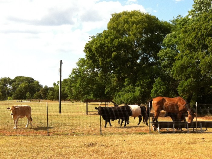 Our cows with our rescued horse Loverboy