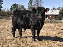 3B Shoman 33256 Fullblood Lowline (Aberdeen) Angus Bull - SOLD