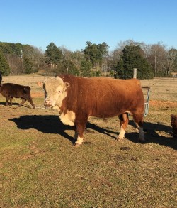 Gentry (SOLD) - FS 000 - Hereford - Bull - 9/10/12