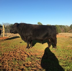 Frank (SOLD) - FS 0000 - Lowline Angus - Bull -DOB 2/1/12