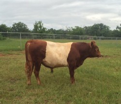 Maestro - FS 0 - Red Belted Galloway (SOLD)- Bull - DOB 4/2/12