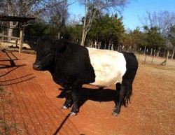 Ferdinand -FS 1- Belted Galloway (Sold) - Bull DOB 3/9/11