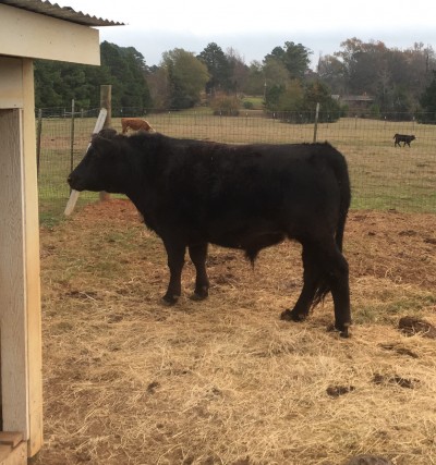 Duke Wellington our 2015/2016 Beef