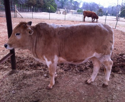 Prince Mignon at 19 months old 2014 Beef