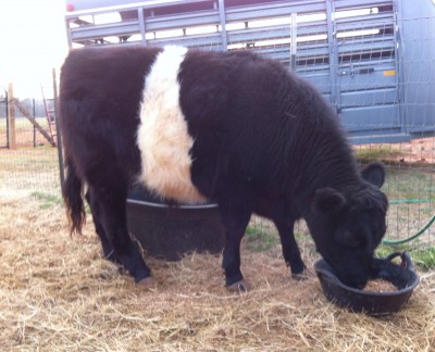 Sir'Loin Magnus at 20 months old 2013 Beef