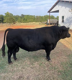 “Oliver” - Hot Stuff’s Lighting 25612 Purebred Lowline (Aberdeen) Angus Bull - SOLD