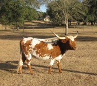 Mini Longhorn