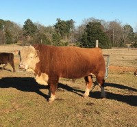 Mini Hereford