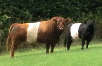 Belted Galloway