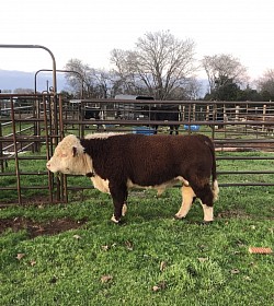 WC Rhinestone Cowboy - 43943637 - Polled Mini Hereford Bull