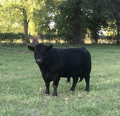 3B Shoman - Fullblood Lowline (Aberdeen) Angus