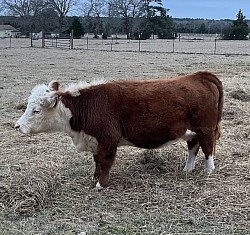 Petite Voodoo Queen - 44108172 - FS 000 - Registered Polled Mini Hereford - DOB 11-03-19