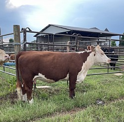 MAU Classic Letty - 44016596 - Registered Polled Classic Hereford - FS 1/2 - DOB 3-27-19
