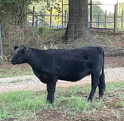 Witts End Jewel - 45146 - FS? - Registered Fullblood Lowline Angus (Aberdeen) - DOB 4/9/21