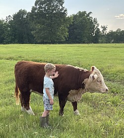 Mini Hereford