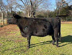 OLD Esther E789 - FF 34767 - Registered Fullblood Lowline (Aberdeen) Angus - DOB 9/29/17