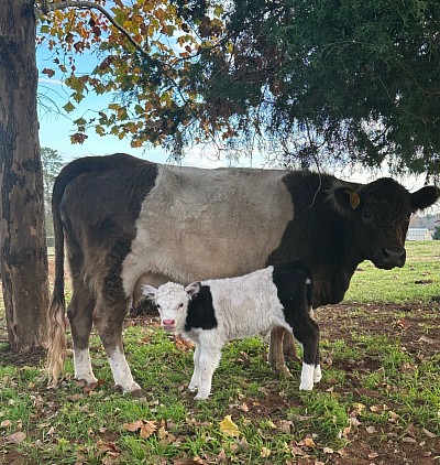 For Sale - OMA Cream Puff - Mini Hereford Belted Cross Heifer Calf - $2000 - SOLD Pending Pickup