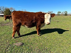 MAU Classic Lacy - 44321980 - Registered Hetero Polled Classic Mini Hereford - DOB 1/23/22