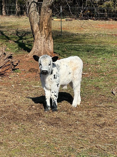 OMA Frosty - Registered 50% Aberdeen x British White - $1200 - SOLD Pending Pickup