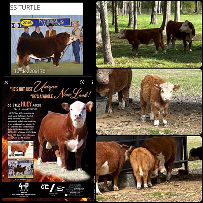 GF Sam - Registered Polled Mini Hereford Bull calf - Pictured with both Grandsires - $1750