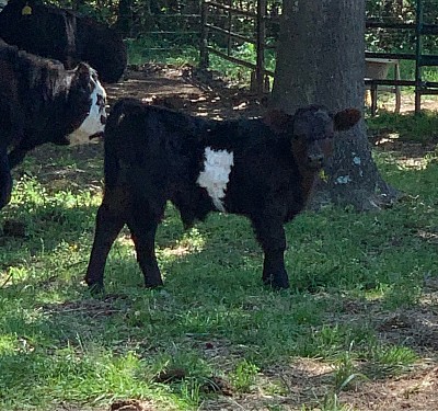 Otis - Belted Cross Bull Calf - $1000