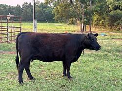 OMA Satin - 42801 - Fullblood Registered Aberdeen (Lowline) Angus - DOB 8/14/20
