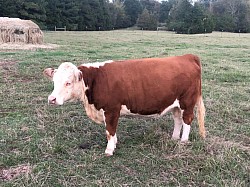 SLC Annie Oakley 703 - 43923751 - FS 00 - Reg Mini Hereford - DOB 9-3-17