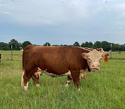 T-N-T Layde Glitter Sparkle - P43897060 - Homo Polled Registered Mini Hereford - DOB 3/22/18