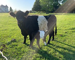 Macy Grace - Mini Belted Galloway - FS ? - DOB 9/1/2018