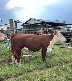 MAU Classic Letty - 44016596 - Registered Polled Classic Hereford - FS 1/2 - DOB 3-27-19