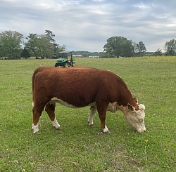 JCS Liza Jane 1806 - 44034977 - Registered Miniature Hereford - DOB 12-27-18