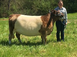 Moonshine - Heteropolled - Dun Belted Galloway - DOB 6/15/2019