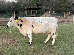 Cashmere - British White - FS 1 - DOB 11-22-19