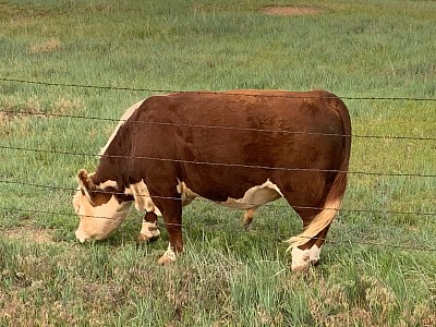 B&B Champ - Registered Polled Mini Hereford Bull - $1200 - SOLD Pending Pickup