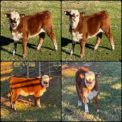 Hocus Pocus - 3/4 Mini Hereford heifer - $1600 - SOLD Pending Pickup