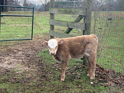 Bandit - 1/2 Mini Cross - $1000 - SOLD Pending Pickup