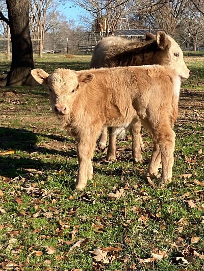 Tanner - 3/4 Mini Cross Bull calf - $1000 - SOLD Pending Pickup